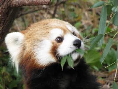 what are red pandas predators and prey